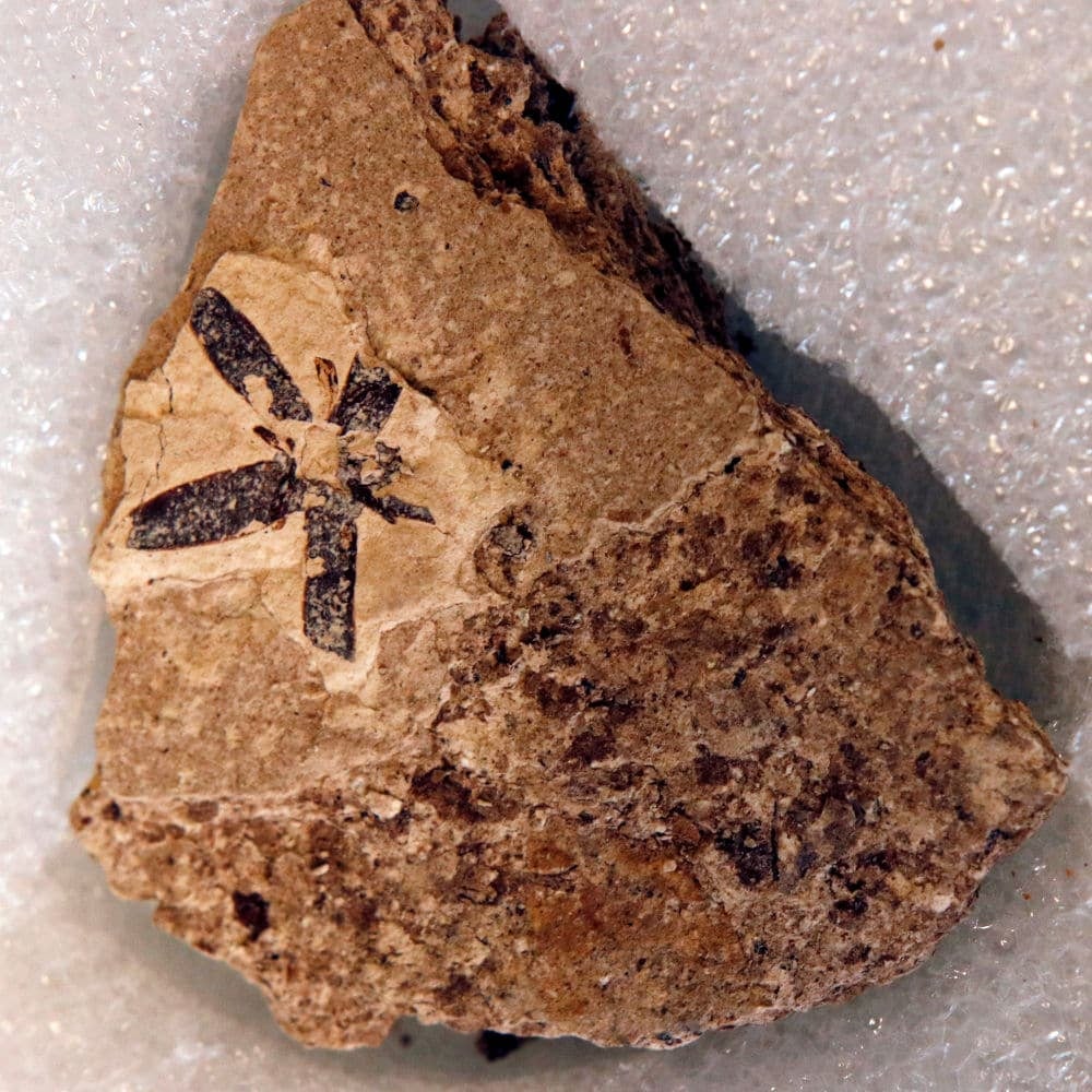 Fossilized flower and pollen on a reddish rock